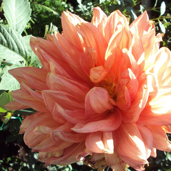 Meet your Posher, Jade - Picture 1 of 1